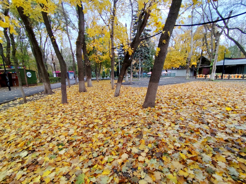 осень в парке им. Н. Островского