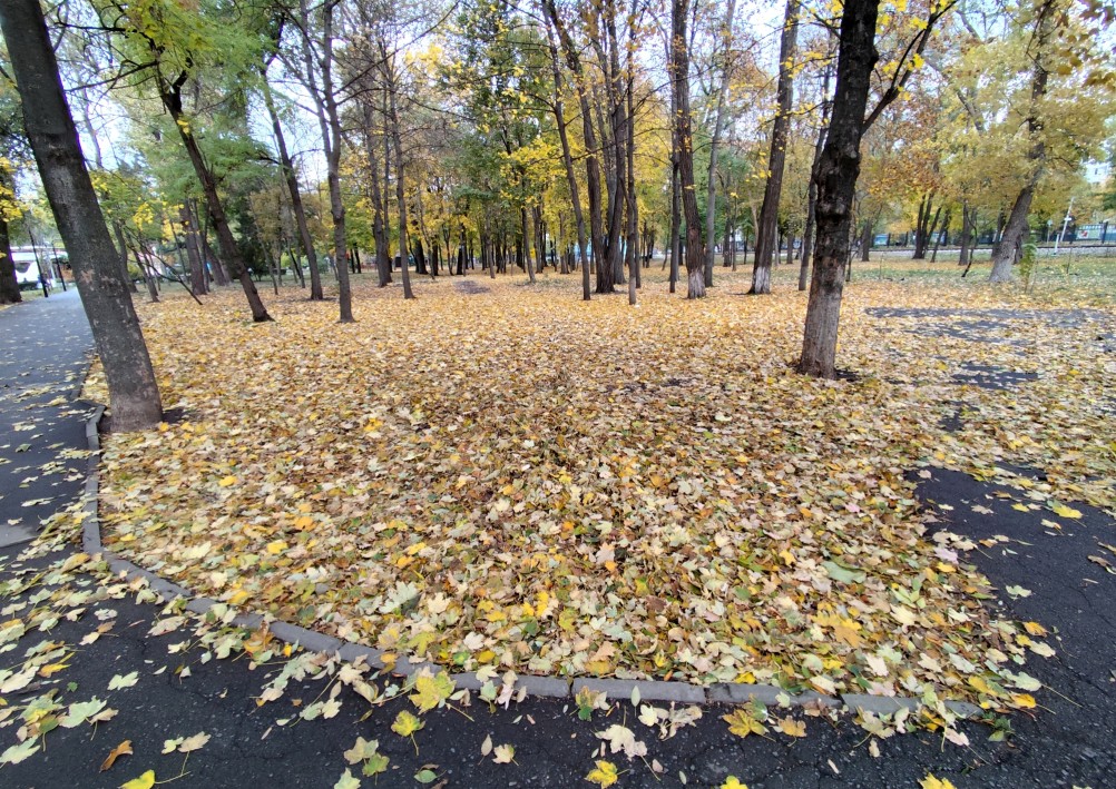 осень в парке им. Н. Островского