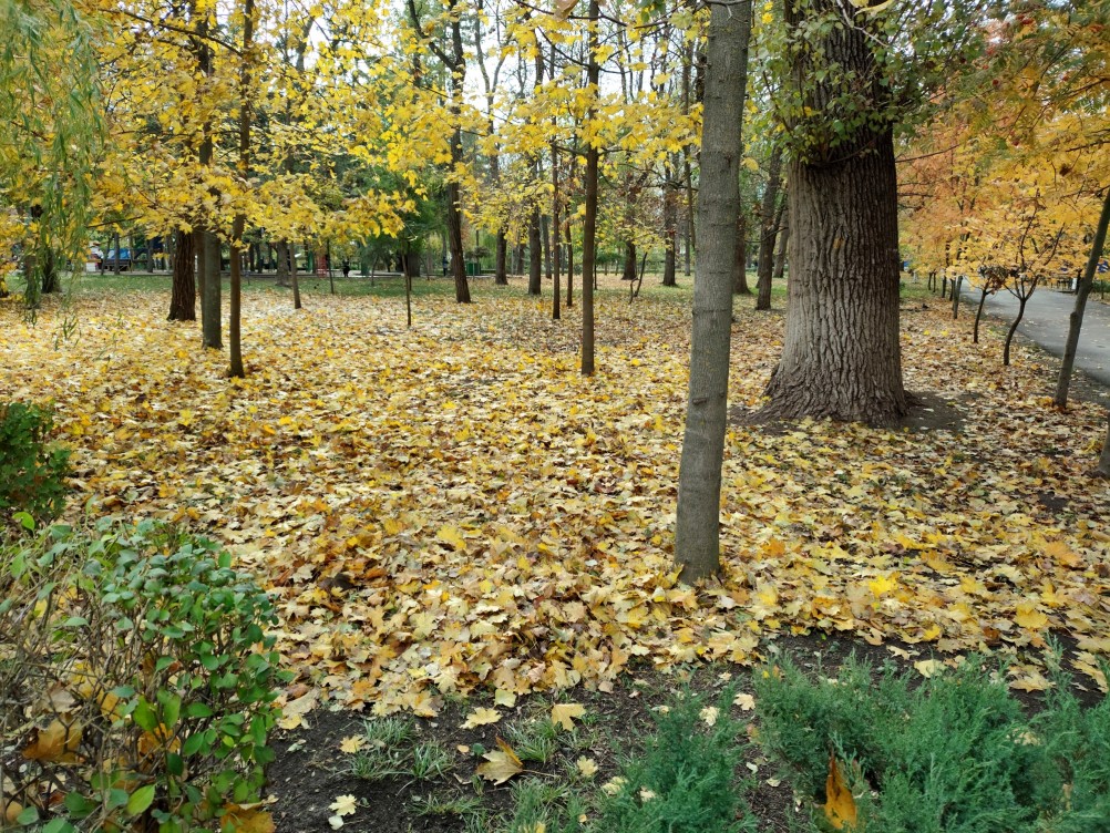 осень в парке им. Н. Островского