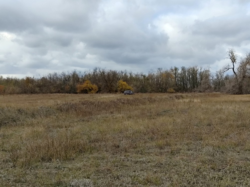 Поиск грибов в белолистке, в ноябрьских, Кундрюченских лесах