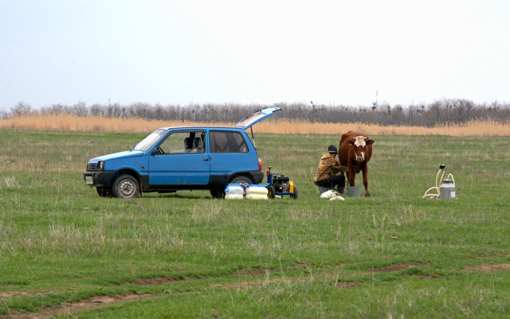 Дойка