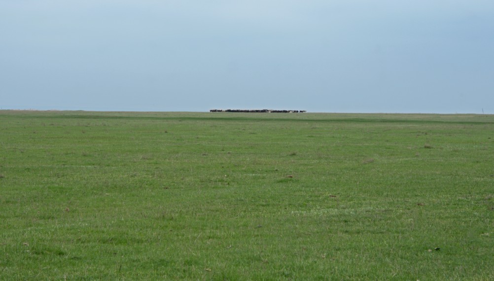 Отара