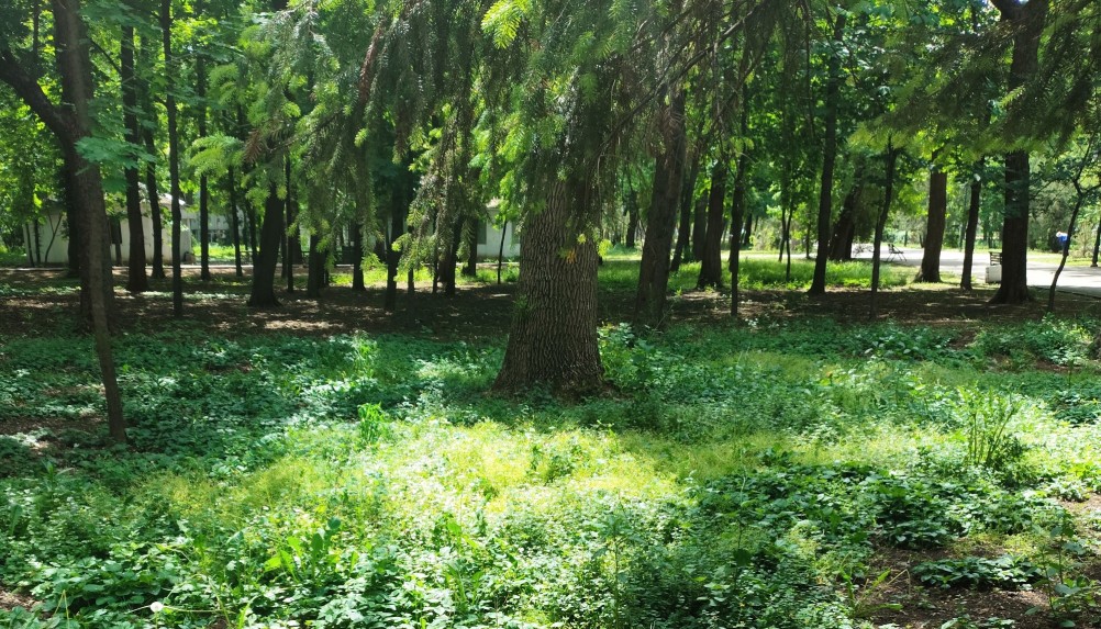 Звездчатка мокрица