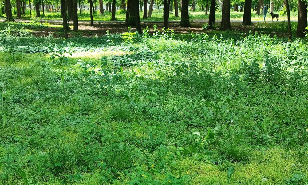Звездчатка мокрица