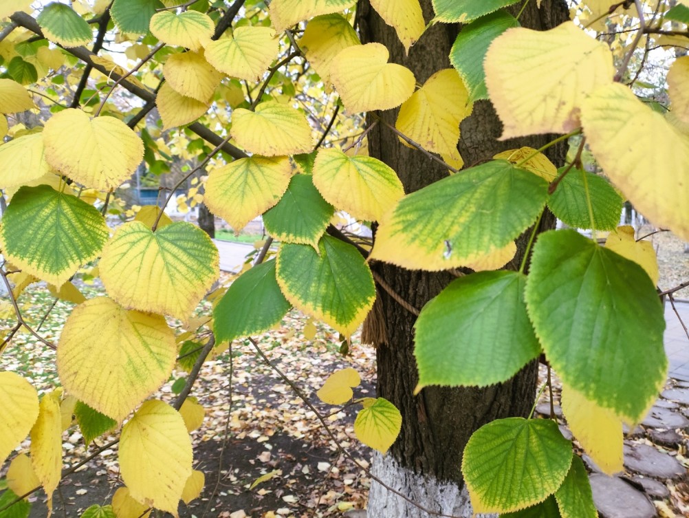 Липа осенью