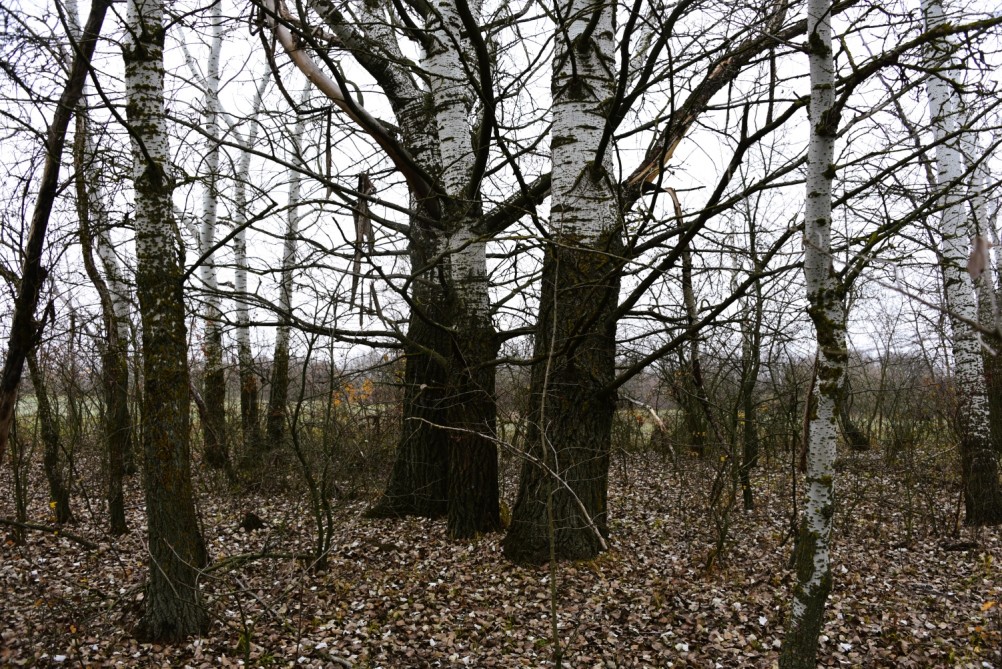 Кучугуры на Калитве