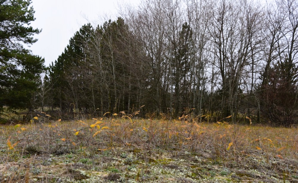 Кучугуры на Калитве