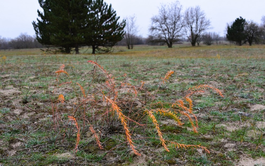 Кучугуры на Калитве