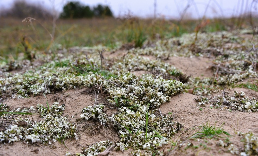 Кучугуры на Калитве
