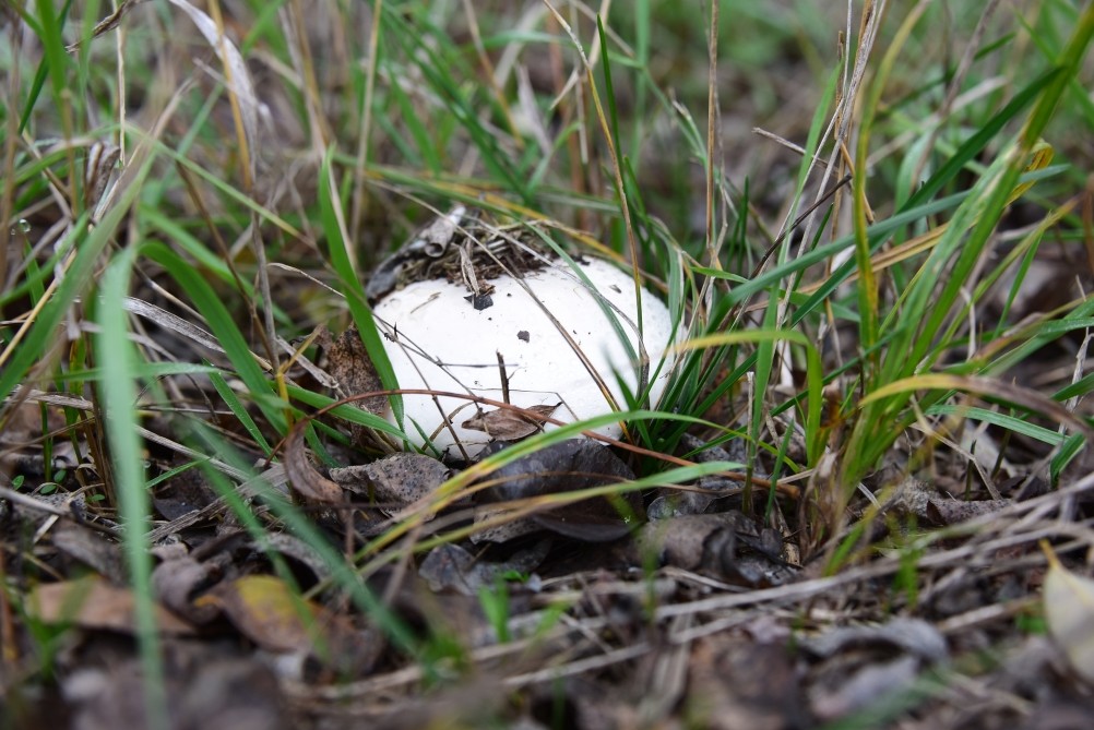 Кучугуры на Калитве