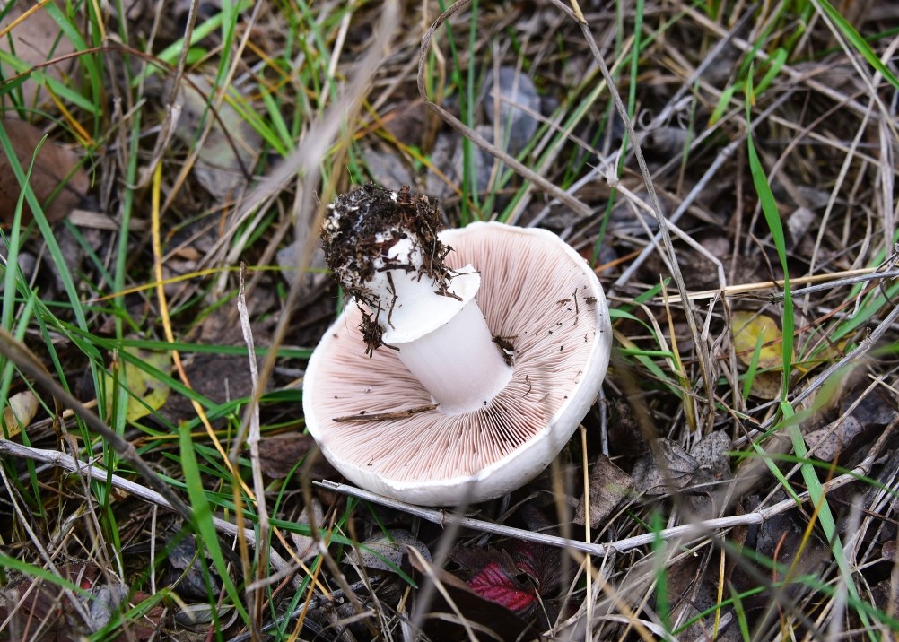 Кучугуры на Калитве