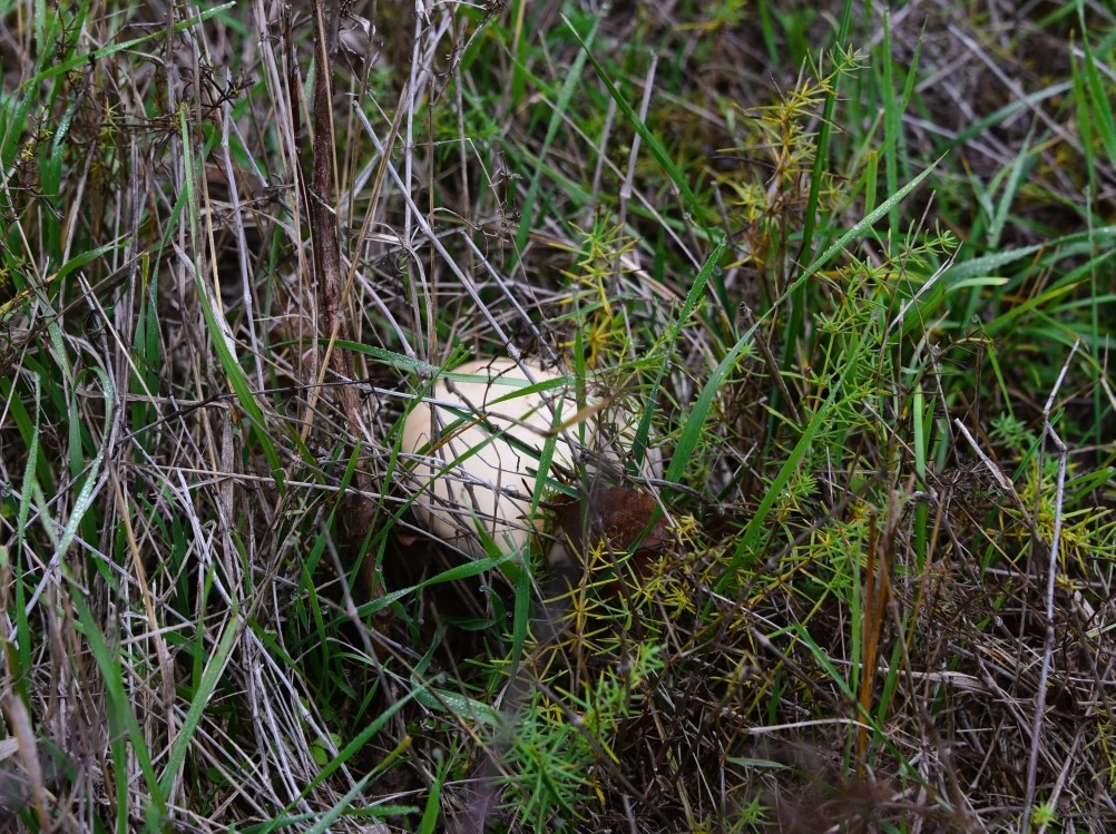 Кучугуры на Калитве