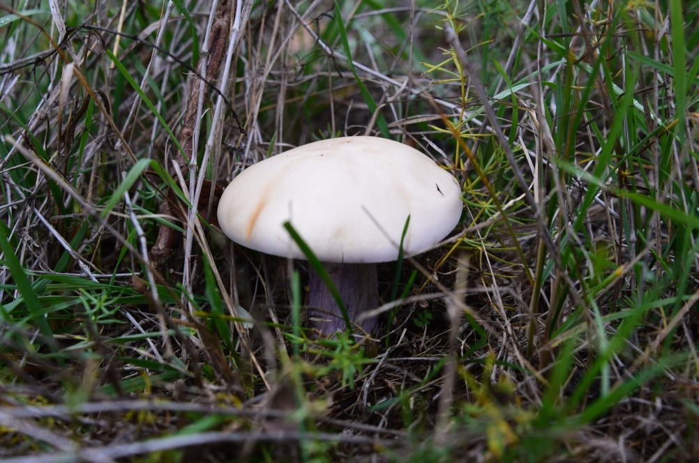 Кучугуры на Калитве