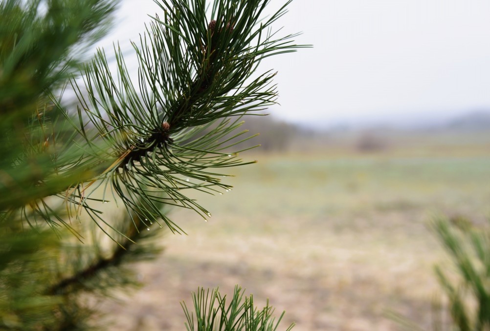 Кучугуры на Калитве