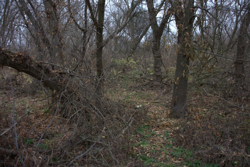 Кучугуры на Калитве