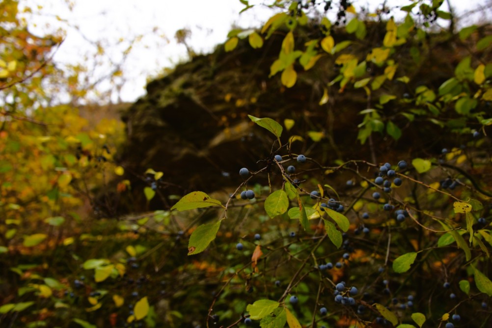 Скалы на Северском Донце между устьем Быстрой и скалой Западня
