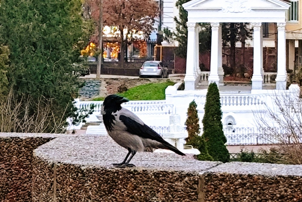 Вороны в парке Горького