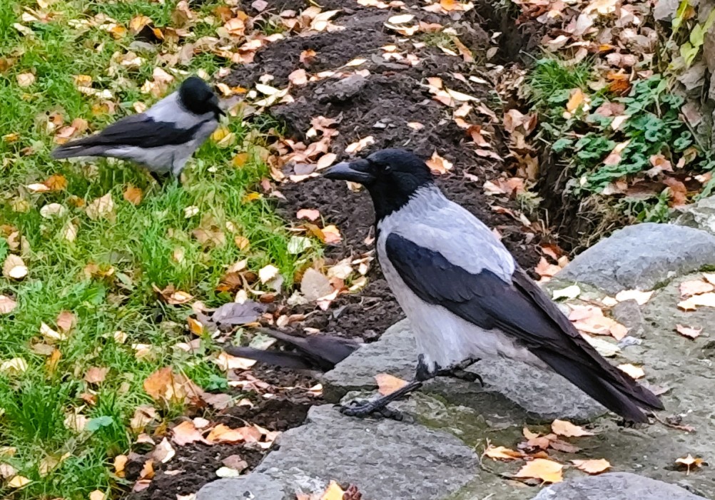 Вороны в парке Горького