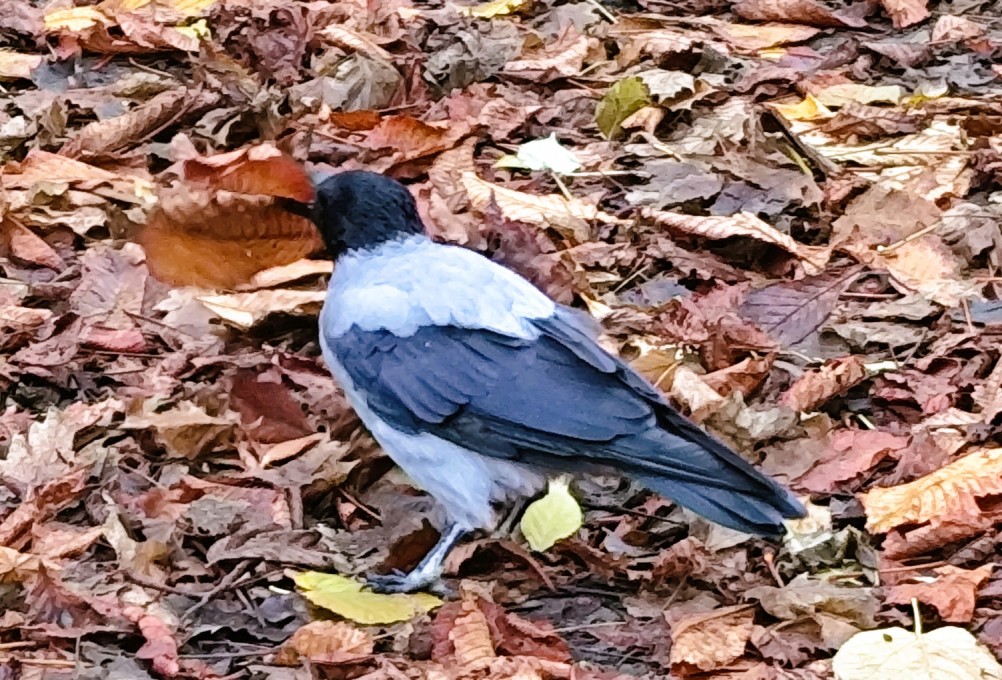 Вороны в парке Горького