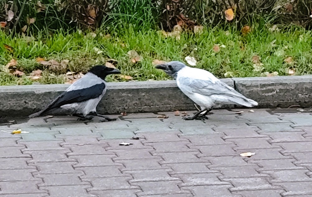Белая ворона в парке Горького
