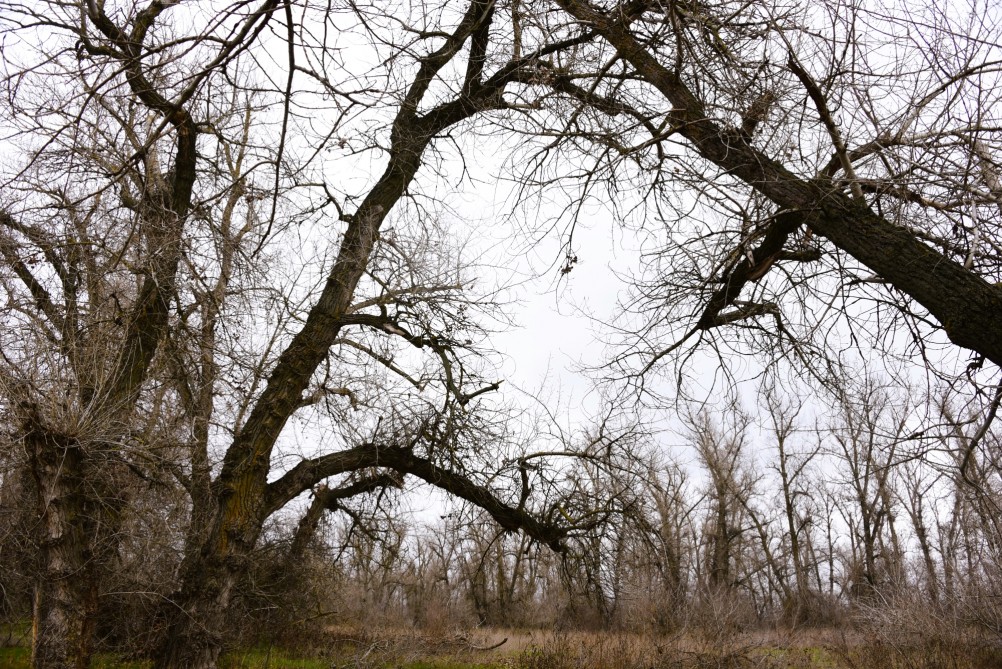 Стоянка древнего человека Хрящи на Северском Донце