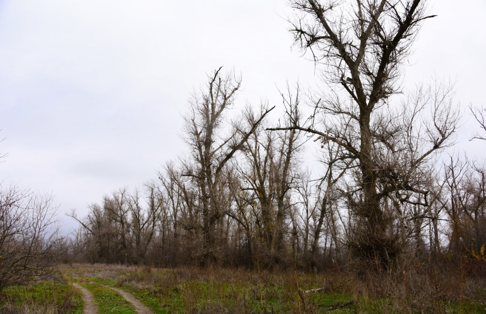 Стоянка древнего человека Хрящи на Северском Донце