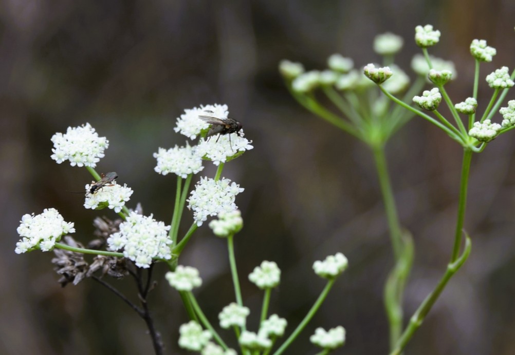 Стоянка древнего человека Хрящи на Северском Донце