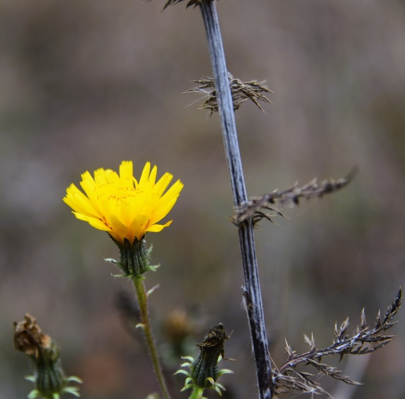 Стоянка древнего человека Хрящи на Северском Донце