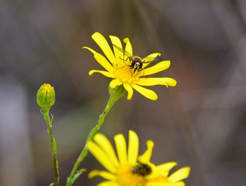 Стоянка древнего человека Хрящи на Северском Донце