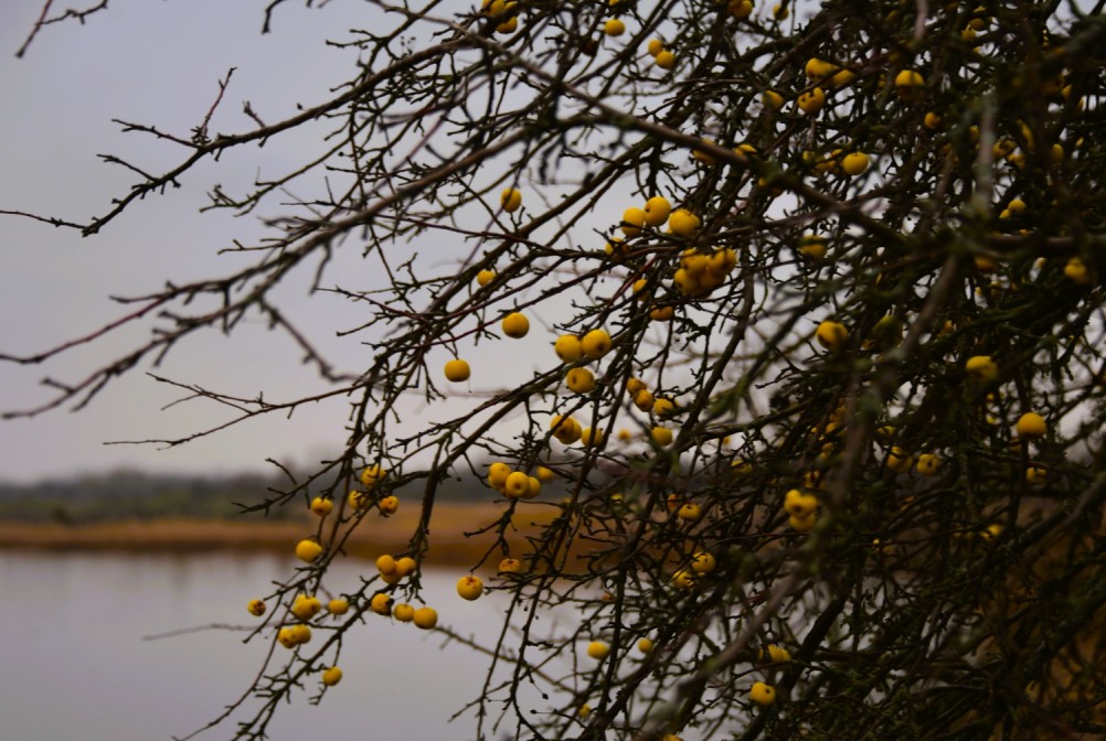 Стоянка древнего человека Хрящи на Северском Донце