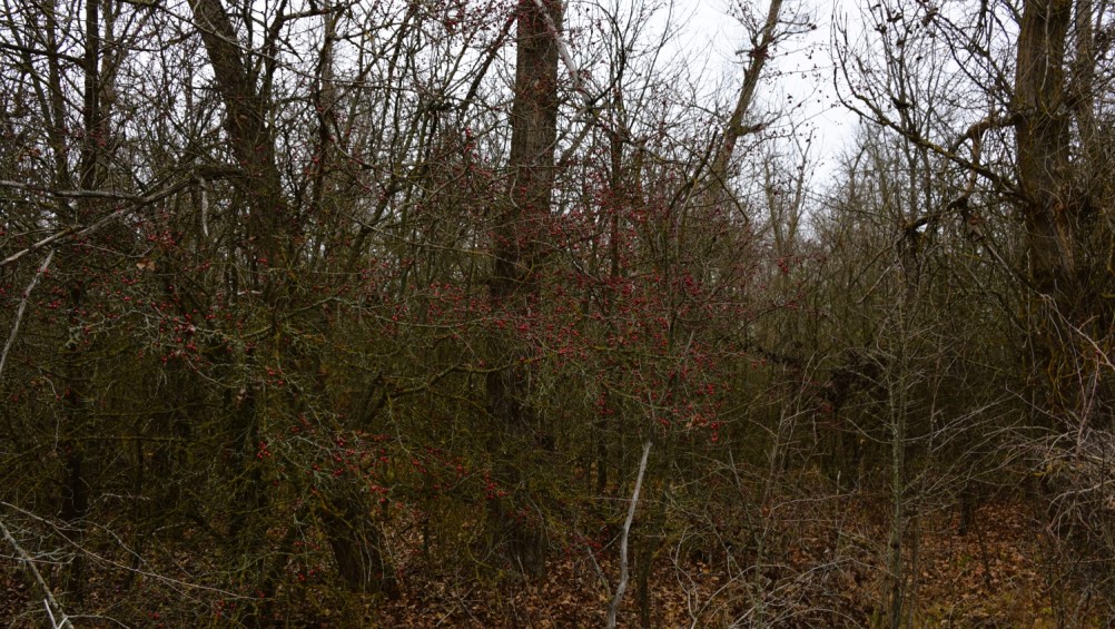 Стоянка древнего человека Хрящи на Северском Донце