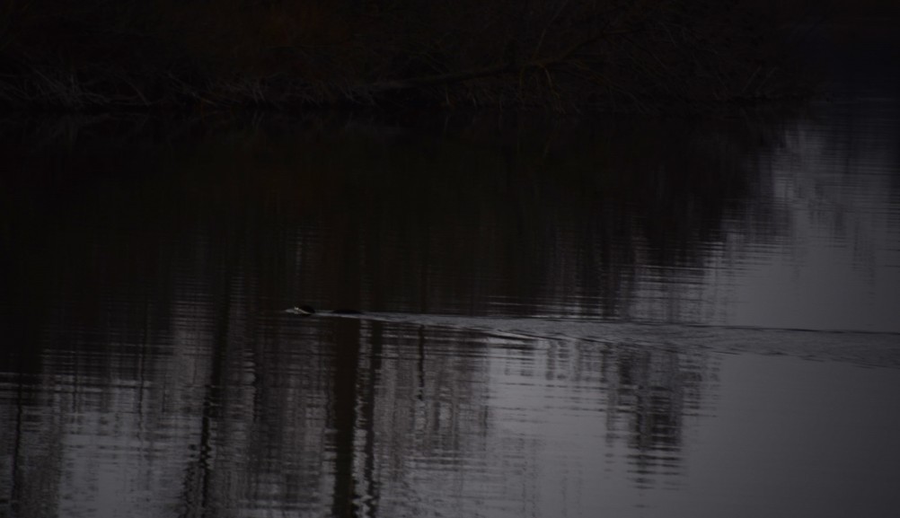Стоянка древнего человека Хрящи на Северском Донце