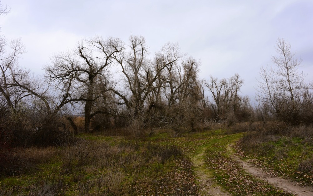Стоянка древнего человека Хрящи на Северском Донце