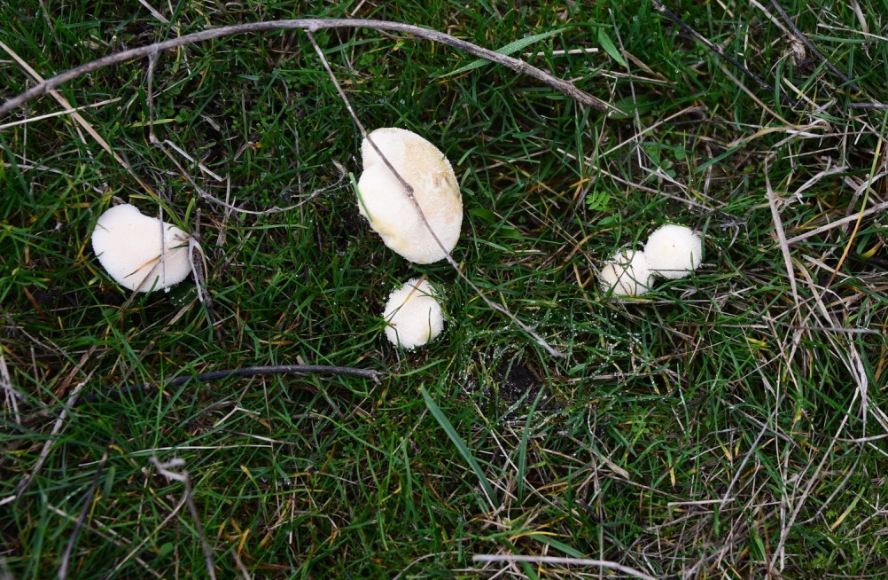 Грибы в ноябре, дождевик