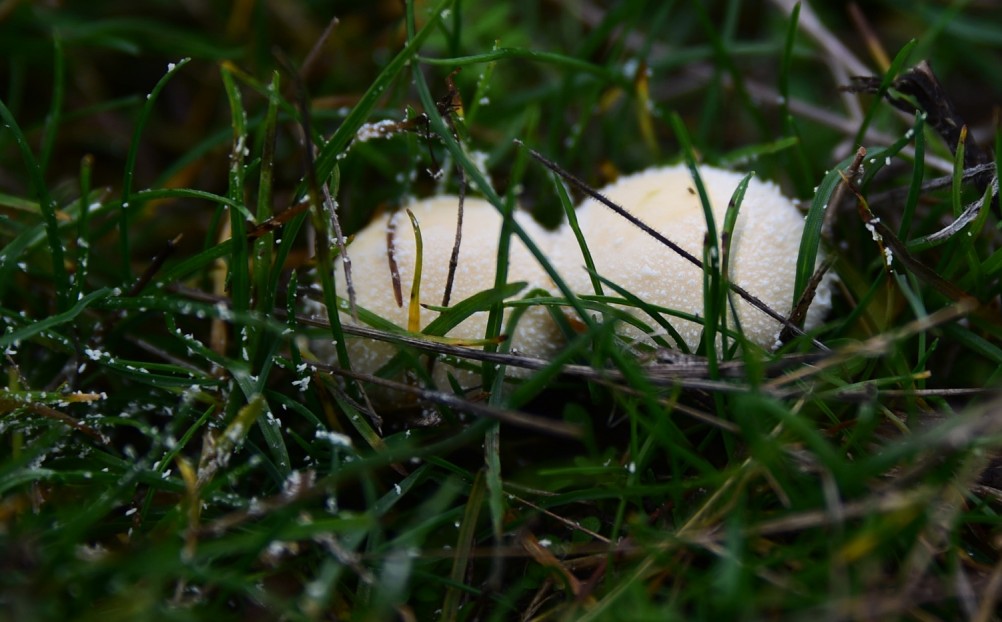 Грибы в ноябре, дождевик