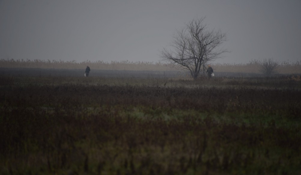 Грибы в ноябре