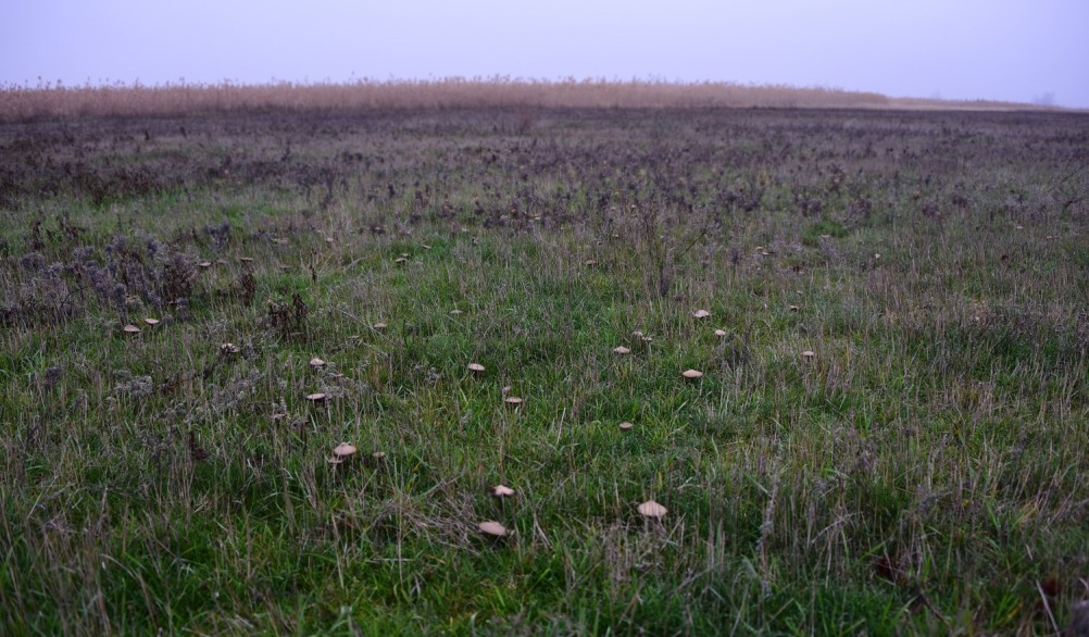 Грибы в ноябре