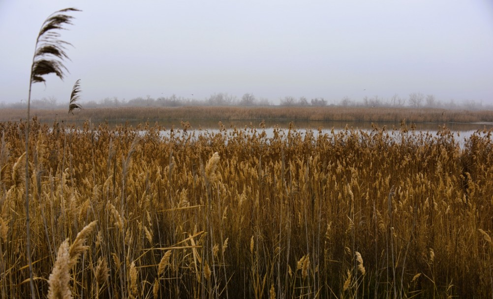 Донские старицы и ерики