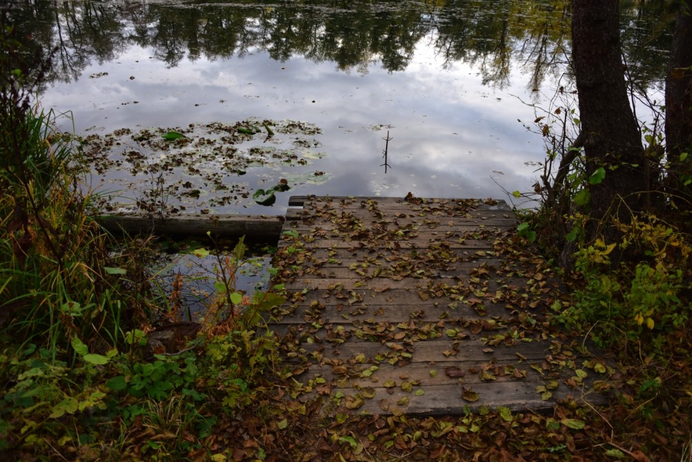 Лес чёрной ольхи на берегу озера в Кундрюченских песках