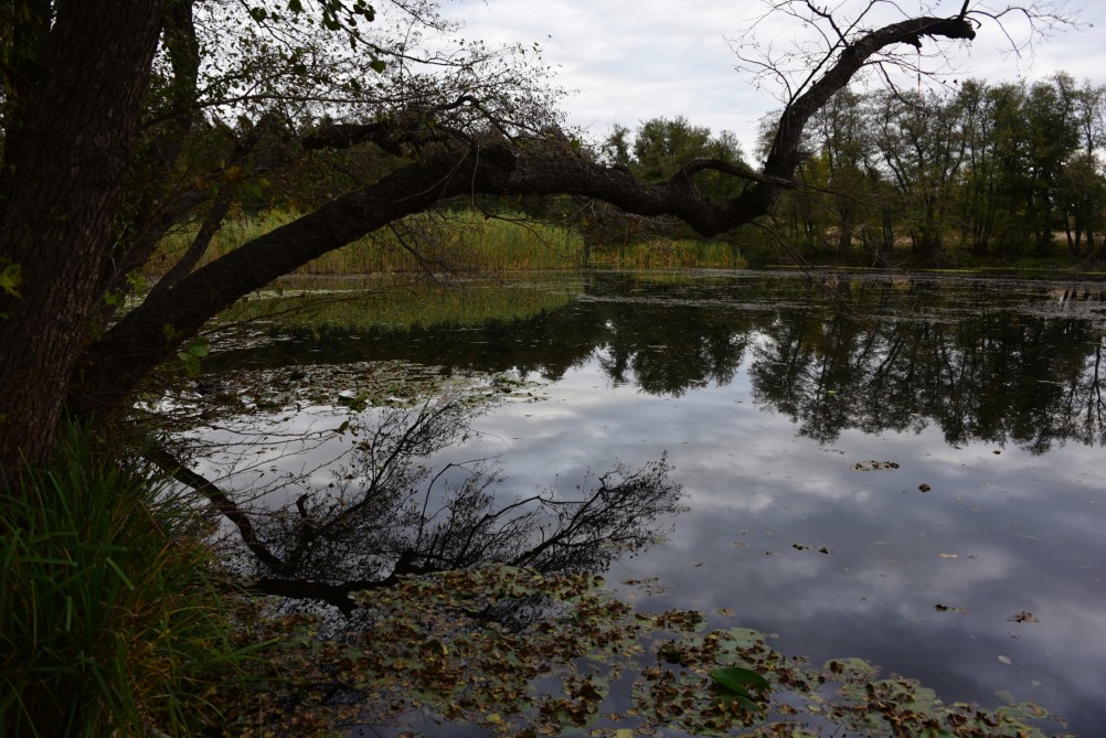 Лес чёрной ольхи на берегу озера в Кундрюченских песках