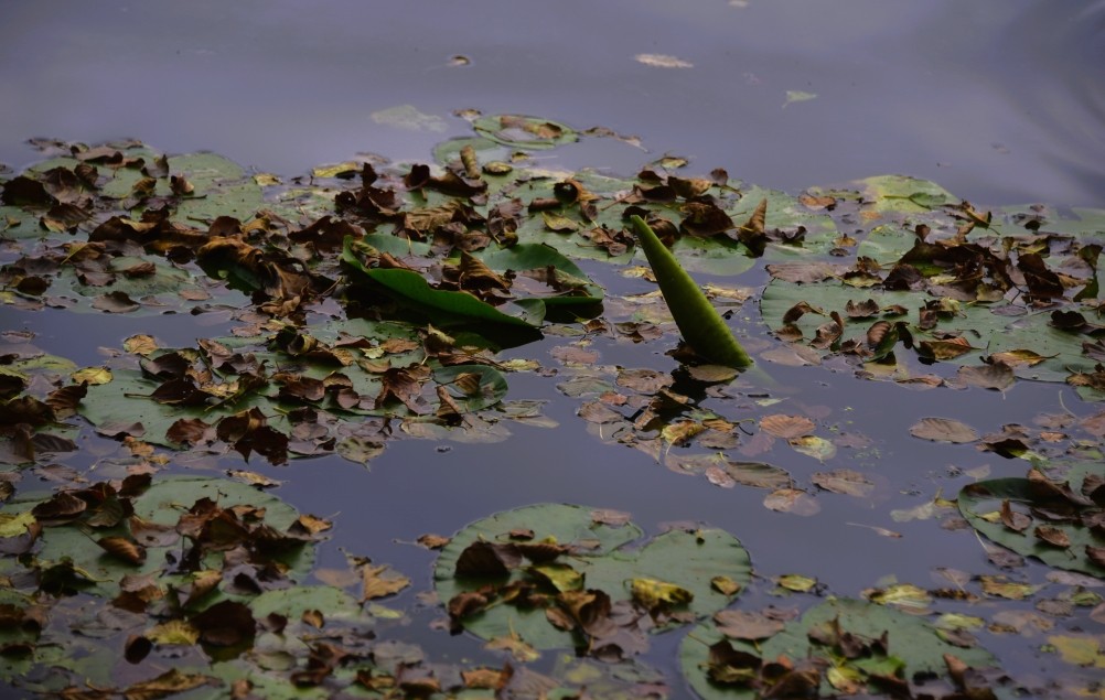 Лес чёрной ольхи на берегу озера в Кундрюченских песках