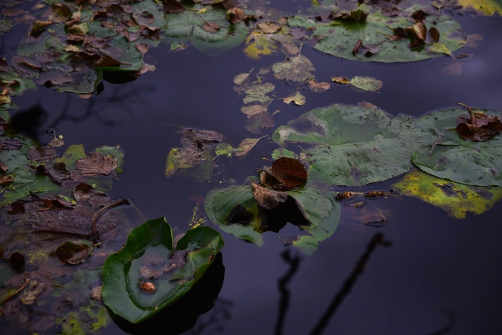 Лес чёрной ольхи на берегу озера в Кундрюченских песках