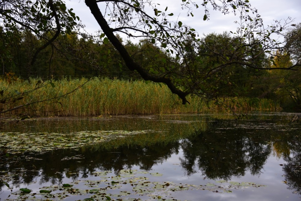 Лес чёрной ольхи на берегу озера в Кундрюченских песках