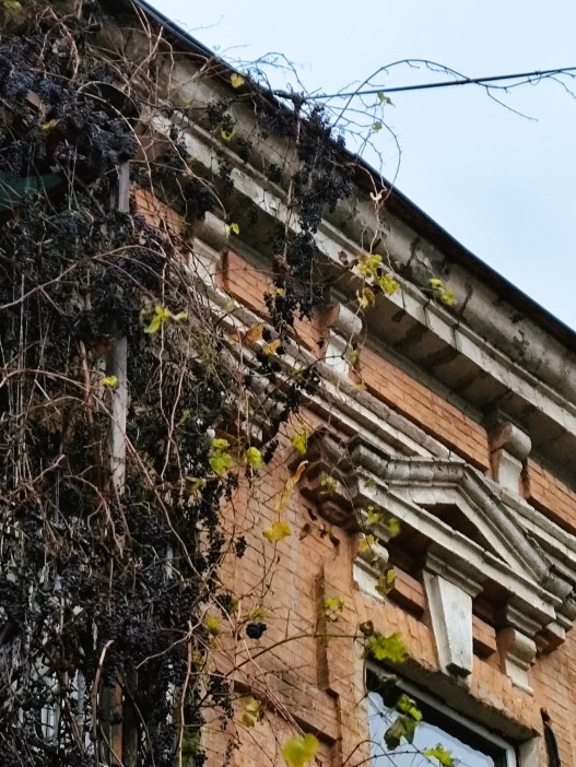 Старая виноградная лоза на Шаумяна