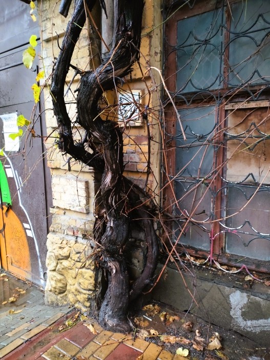 Старая виноградная лоза на Шаумяна