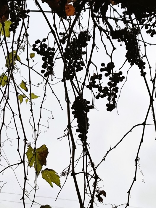 Старая виноградная лоза на Шаумяна