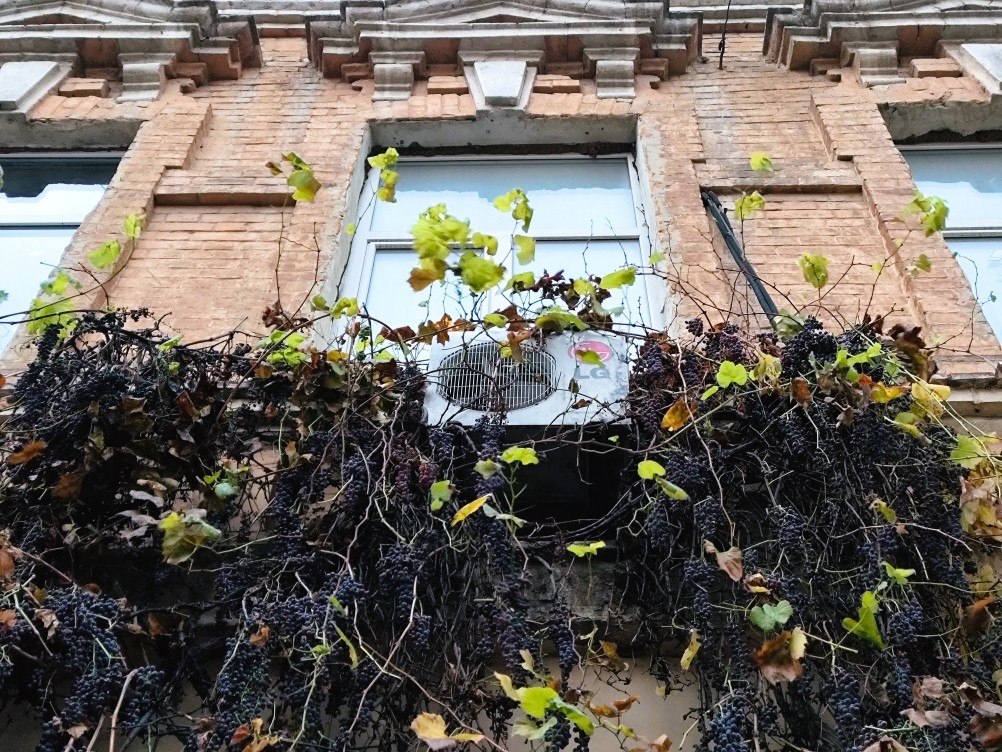 Старая виноградная лоза на Шаумяна