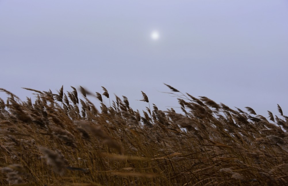 Декабрьский ветреный и морозный день на берегу Азовского моря в селе Займо-Обрыв