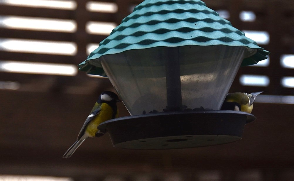 Синицы на моём участке