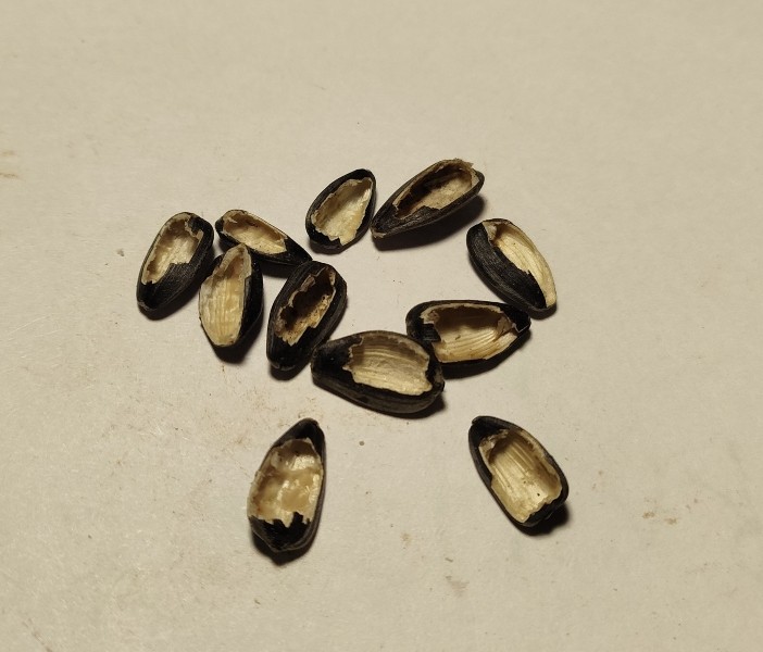 Синицы на моём участке